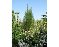 Pianta di Eupatorium Elegant Feather (Vaso 17 cm)