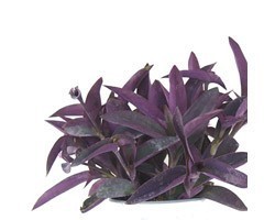 Pianta di Tradescantia Pallida