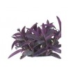 Pianta di Tradescantia Pallida