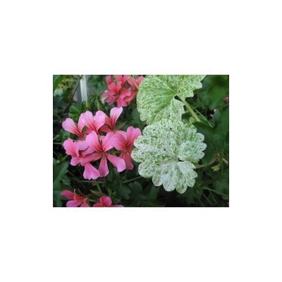 Pianta di Glechoma Dappled Light (Vaso 14 cm)