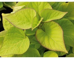 Pianta di Ipomoea Batatas Sweet Caroline Heart Light Green