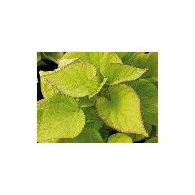 Pianta di Ipomoea Batatas Sweet Caroline Heart Light Green
