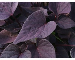 Pianta di Ipomoea Sweet Heart Purple (vaso 14 cm)