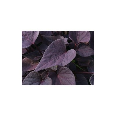 Pianta di Ipomoea Sweet Heart Purple (vaso 14 cm)