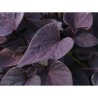 Pianta di Ipomoea Sweet Heart Purple (vaso 14 cm)