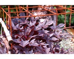 Pianta di Ipomoea Sweet Caroline Black (vaso 14 cm)