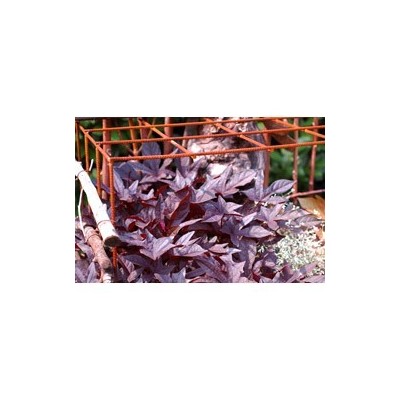 Pianta di Ipomoea Sweet Caroline Black (vaso 14 cm)