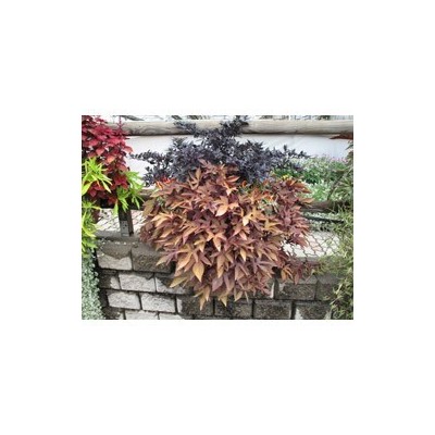 Pianta di Ipomoea Sweet Caroline Black (vaso 14 cm)