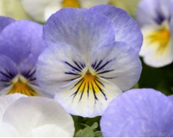 Pianta di Viola a fiore grande Inspire Plus Beaconsfield