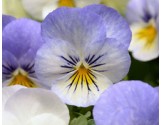 Pianta di Viola a fiore grande Inspire Plus Beaconsfield