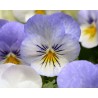 Pianta di Viola a fiore grande Inspire Plus Beaconsfield