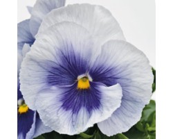 Pianta di Viola a fiore grande Inspire Plus Metallic blue botch
