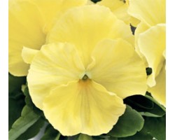 Pianta di Viola a fiore grande Inspire Plus Lemon