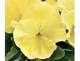 Pianta di Viola a fiore grande Inspire Plus Lemon