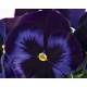 Pianta di Viola a fiore grande Inspire Plus Velvet blue