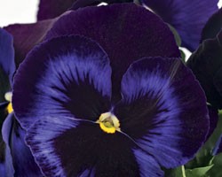 Pianta di Viola a fiore grande Inspire Plus Velvet blue