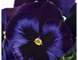 Pianta di Viola a fiore grande Inspire Plus Velvet blue