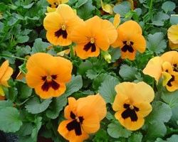Pianta di Viola a fiore grande Cello          Deep orange blotch