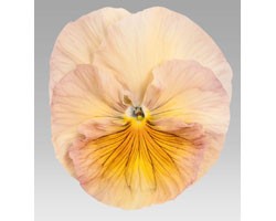 Pianta di Viola a fiore grande Inspire  Peach shades