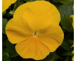 Pianta di Viola a fiore grande Inspire Plus Yellow
