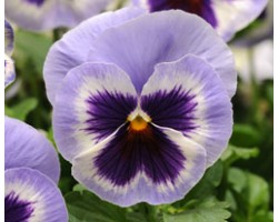 Pianta di Viola a fiore grande Inspire Plus Marina