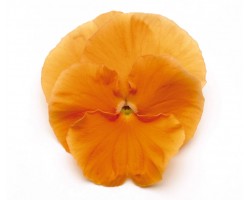 Pianta di Viola a fiore grande Inspire Plus Orange