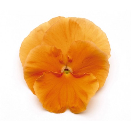 Pianta di Viola a fiore grande Inspire Plus Orange