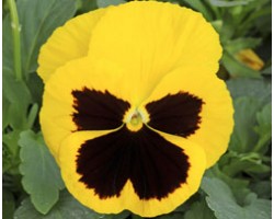 Pianta di Viola a fiore grande Inspire Plus Yellow blotch