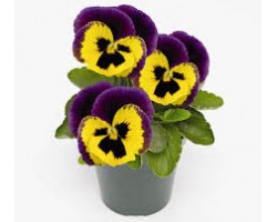 Pianta di Viola a fiore grande Inspire Plus Yellow purple wing
