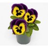 Pianta di Viola a fiore grande Inspire Plus Yellow purple wing