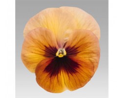 Pianta di Viola a fiore grande Inspire Terracotta