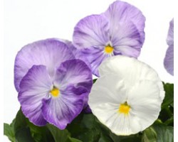 Pianta di Viola a fiore grande Matrix Lavender shades