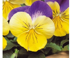 Pianta di Viola a fiore grande Matrix Morpheus