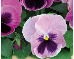 Pianta di Viola a fiore grande Matrix Pink shades