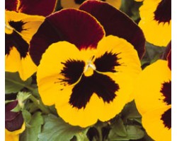 Pianta di Viola a fiore grande Matrix Red wing