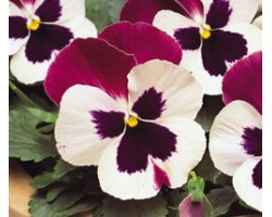 Pianta di Viola a fiore grande Matrix Rose wing