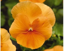 Pianta di Viola a fiore grande Panola Deep orange