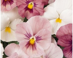 Pianta di Viola a fiore grande Panola Pink shades