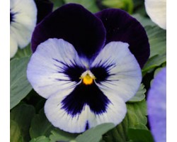 Pianta di Viola a fiore grande Promise Moonlight