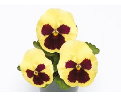 Pianta di Viola a fiore grande Inspire Plus Lemon blotch