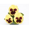 Pianta di Viola a fiore grande Inspire Plus Lemon blotch