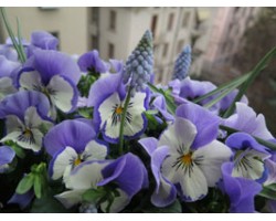 Pianta di Viola a fiore grande Promise Blue white whiskers