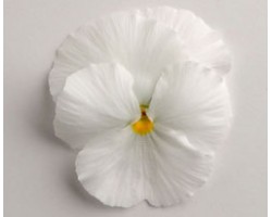 Pianta di Viola a fiore grande Inspire Plus White