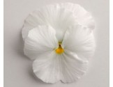 Pianta di Viola a fiore grande Inspire Plus White