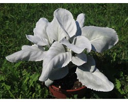 Pianta di Viola a fiore grande Inspire Plus Metallic blue botch