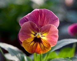 Pianta di Viola a fiore piccolo Bel Viso Pineapple crush