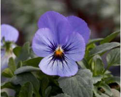 Pianta di Viola a fiore piccolo Bel Viso  YTT