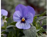 Pianta di Viola a fiore piccolo Bel Viso  YTT