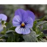 Pianta di Viola a fiore piccolo Bel Viso  YTT