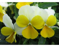 Pianta di Viola a fiore piccolo Bel Viso  YTT